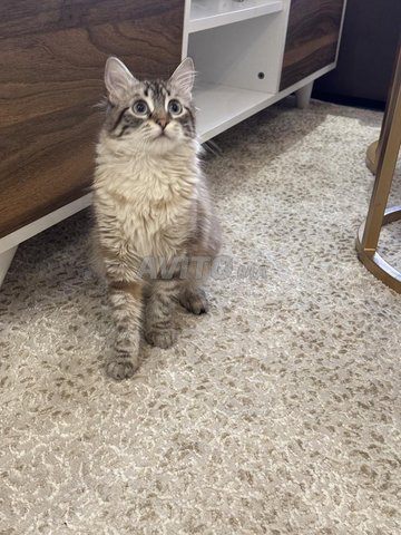 Chat à adopter