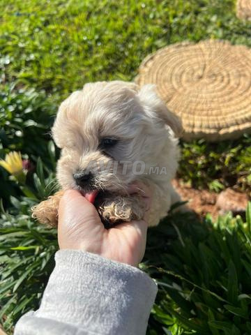 bichon male et femelle - 2