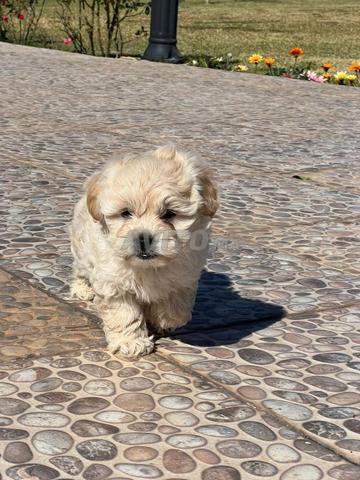 bichon male et femelle