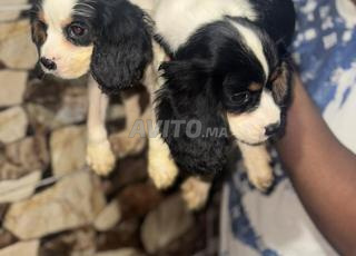 chiots cavalier king charles 