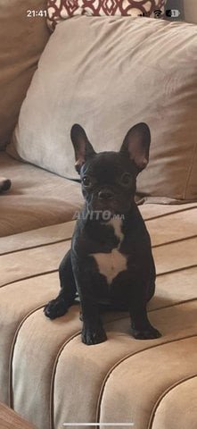 Bulldog Français noir bringé en gris 