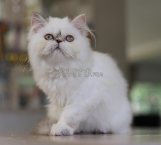 Magnifiques chatons persans 
