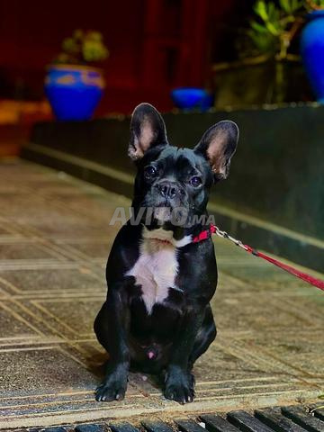 Bulldog français à vendre à Rabat - 2