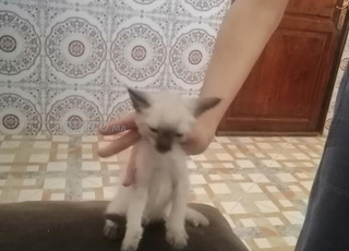 بيع اثنان قطط سلاله  