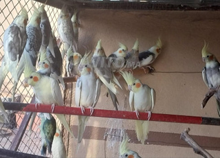 طيور ملاح بثمن زوين