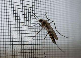 شباك لمنع الناموس والحشرات 