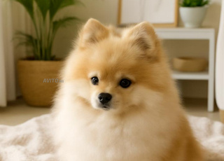 Chien Pomeranian(Spitz loulou pomeranian