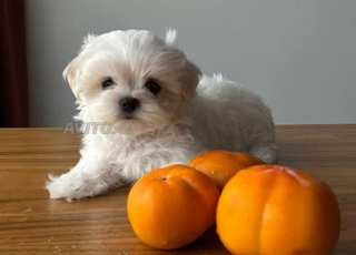chiot bichon en bonne santé 