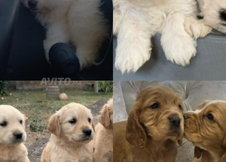 Tous les races chiens a vendre