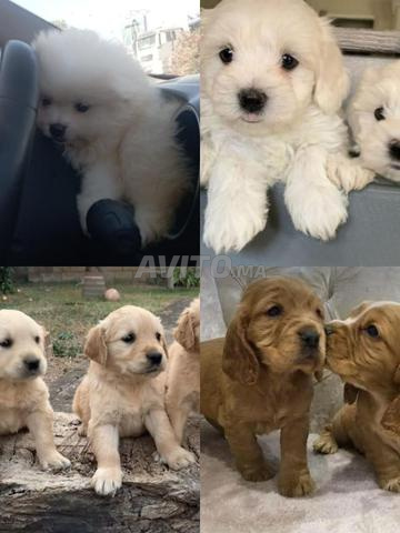 Tous les races chiens a vendre