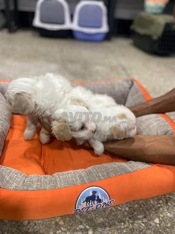 disponible chiots bichon maltais pur race - 2