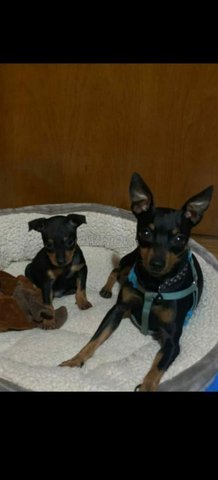 le vrai pinscher toy chien d'appart