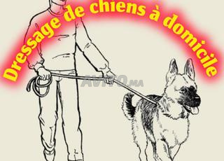 Dressage de chiens à domicile 