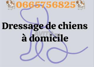 éducation canine à domicile 