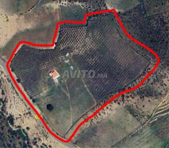 للبيع فرمة 5 هكتارات قرب الخميسات طريق هريرة