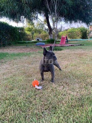 bulldog francais en vente  - 2