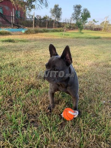 bulldog francais en vente 