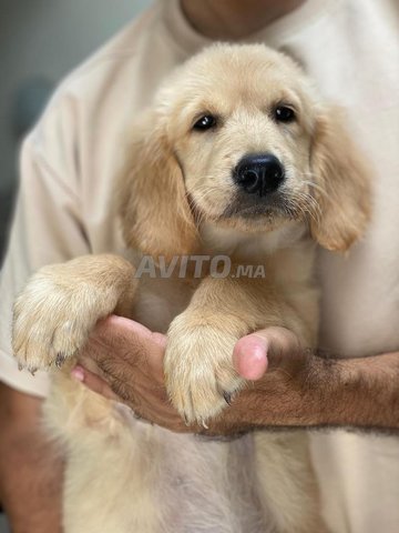 q à vendre golden retriever femelle