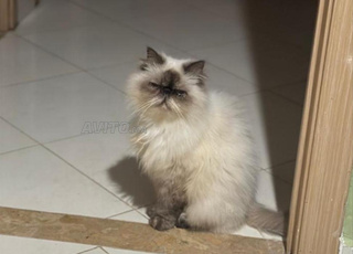 Couple persan à vendre 