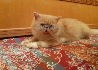 Femelle Persan Peke face 