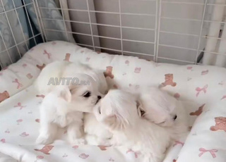 chiot bichon en bonne santé 