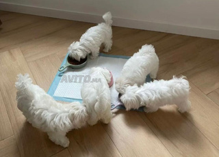 loulous bichon luxury 