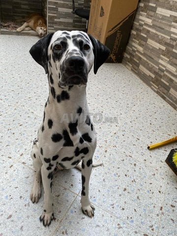Dalmatien 2an avec son carnet de vaccin