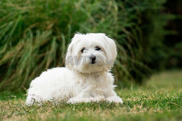 bichon maltais vaccinée avec carnet de vaccin 