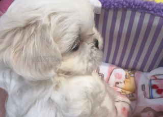 loulous bichon luxury 