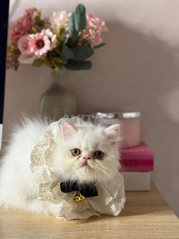 chat persan