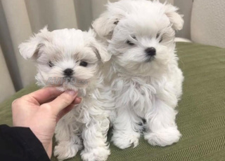 loulous bichon luxury 