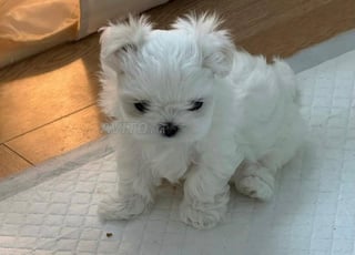 chiot bichon en bonne santé 