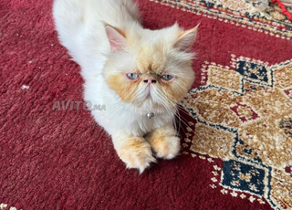  Chatte person pure race avec accessoires 