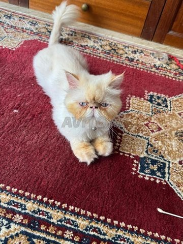  Chatte person pure race avec accessoires 