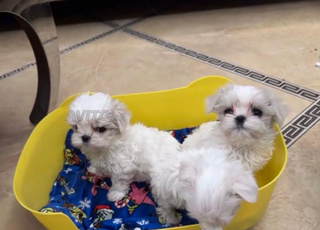 loulous bichon luxury 