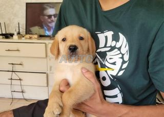 CHIOT LABRADOR 2 MOIS 