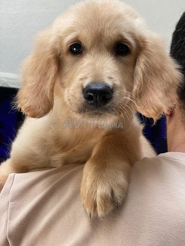 chiot golden retriever femelle 