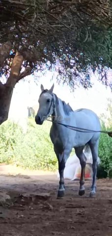 belle pouliche pour sang arabe courses 