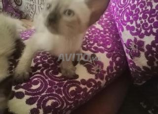 بيع اثنان قطط سلاله 