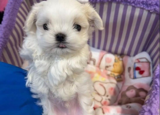 loulous bichon luxury 