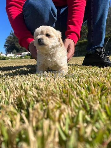 bichon male et femelle - 2