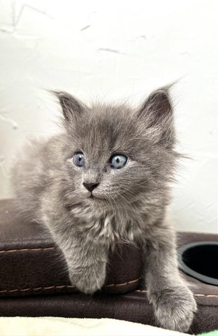 griz bleu russe bébé 