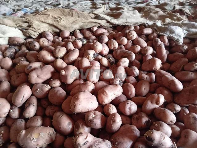Pomme de terre de 1ere qualité - 2