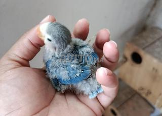 وليدات الفيشر لدريساج 