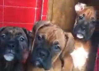 chiot boxer 
