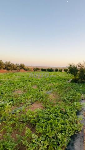 أربعة هكتارات محفظة منزل وبئر ودلاح - 2