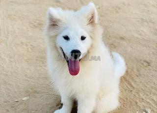 Samoyede pedigree