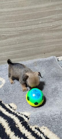 chien Chihuahua 
