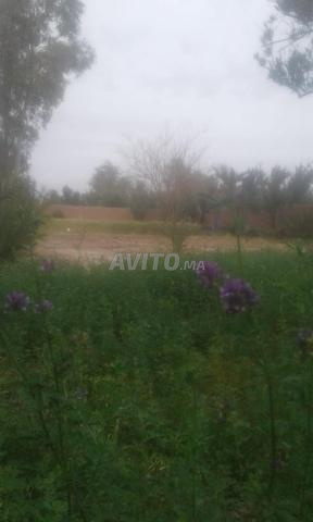 مزرعة مشجرة مع بئر ومنزل للبيع - 2