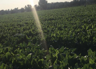 أرض فلاحية مسقية للبيع  – جماعة الفقيه بنصالح 